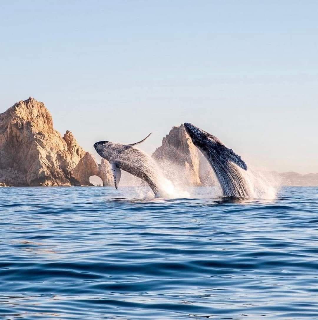 Humpback whale breaching in front of El Arco, Los Cabos — real photograph taken by a Cabo Elite Travel client